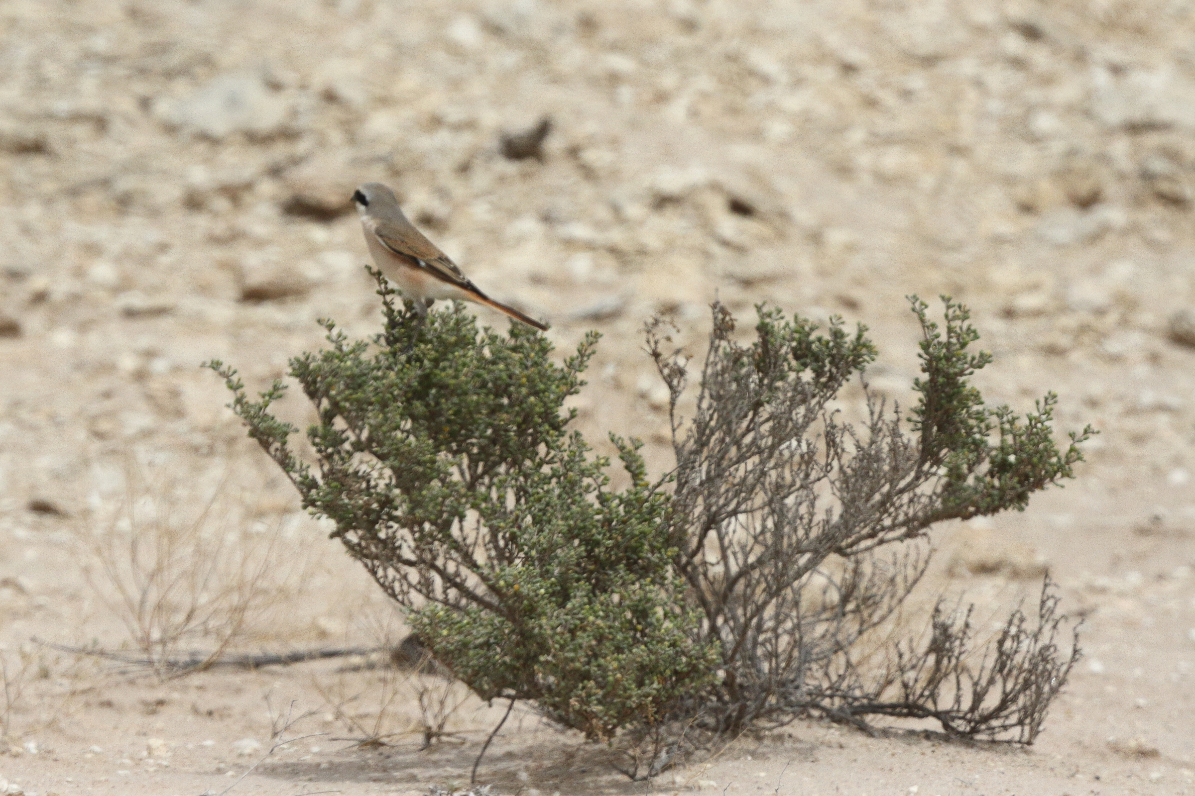 Red-backed x Red-tailed Shrike hybrid. Qatar, 03 April 2014 © Neil G. Morris.