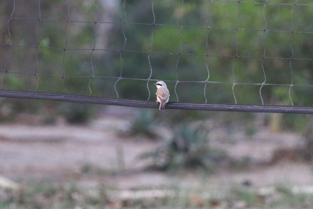 Red-backed x Red-tailed Shrike hybrid. Qatar, 05 May 2014 © Neil G. Morris.