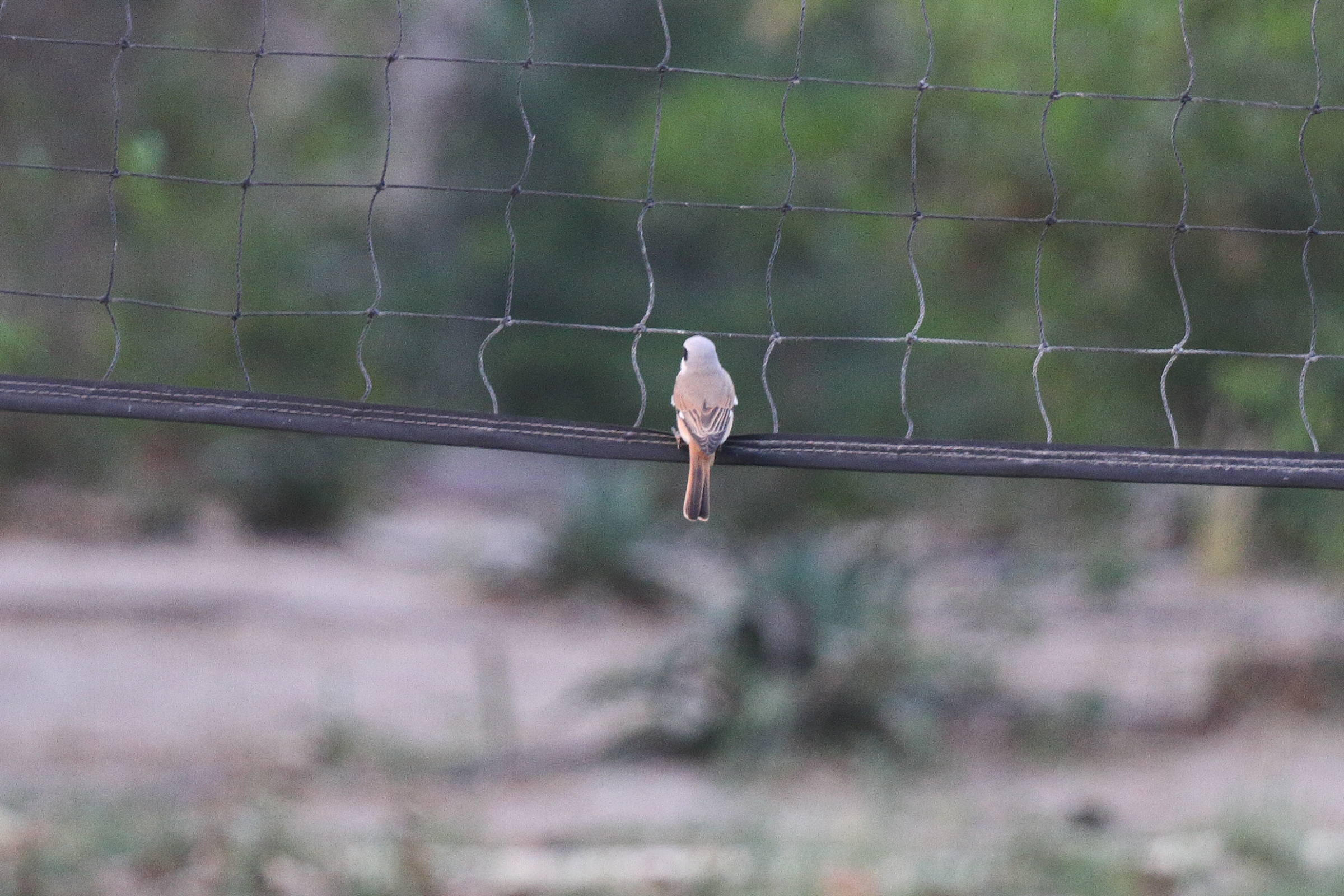Red-backed x Red-tailed Shrike hybrid. Qatar, 05 May 2014 © Neil G. Morris.