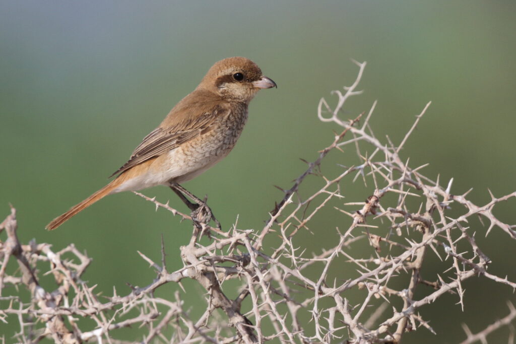 Red-tailed Shrike sp. Qatar, 30 October 2012 © Neil G. Morris.