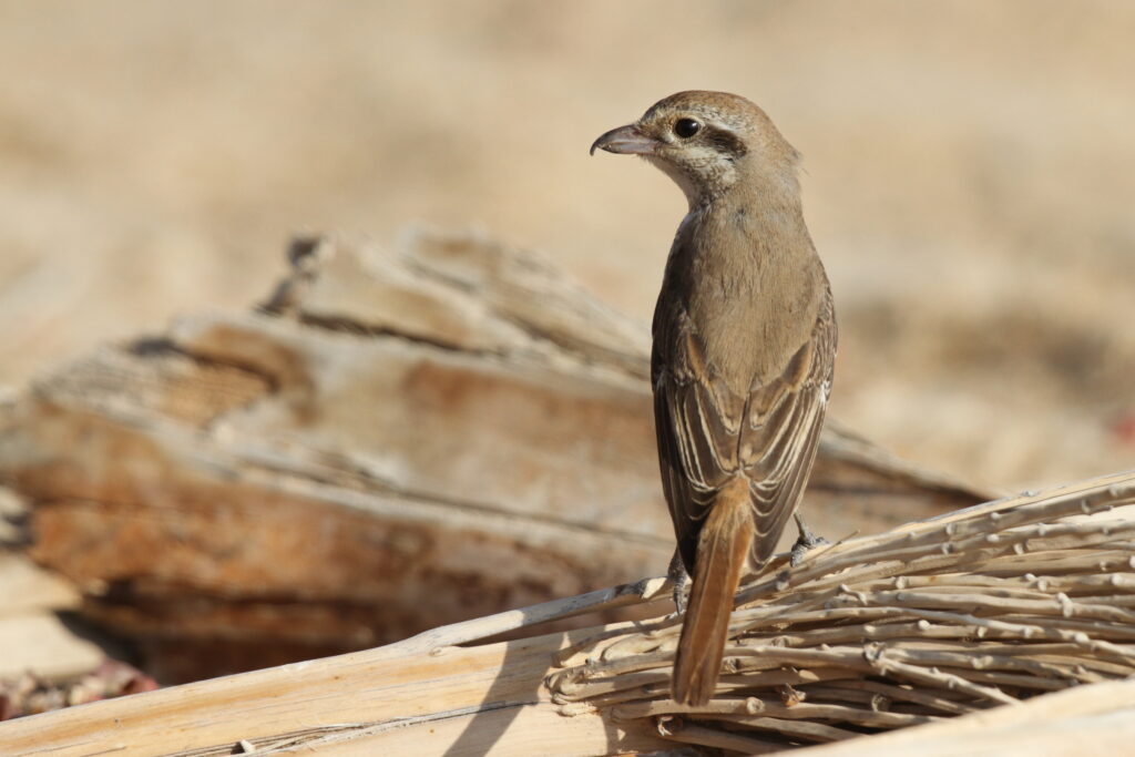 Red-tailed Shrike sp. Qatar, 14 November 2012 © Neil G. Morris.