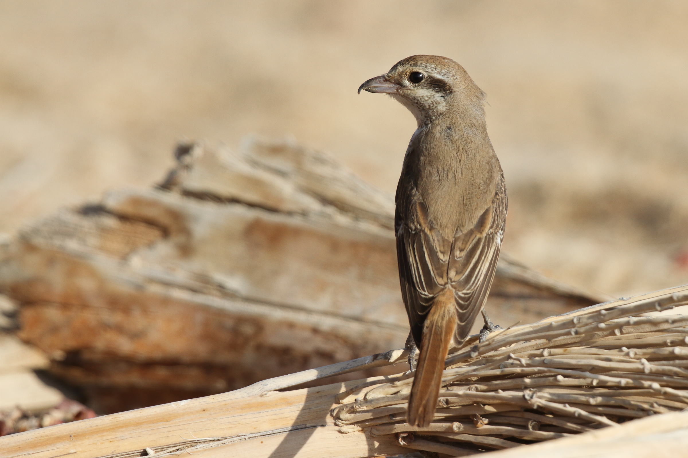 Red-tailed Shrike sp. Qatar, 14 November 2012 © Neil G. Morris.