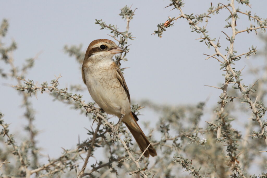 Shrike sp. Qatar, 14 November 2012 © Neil G. Morris.