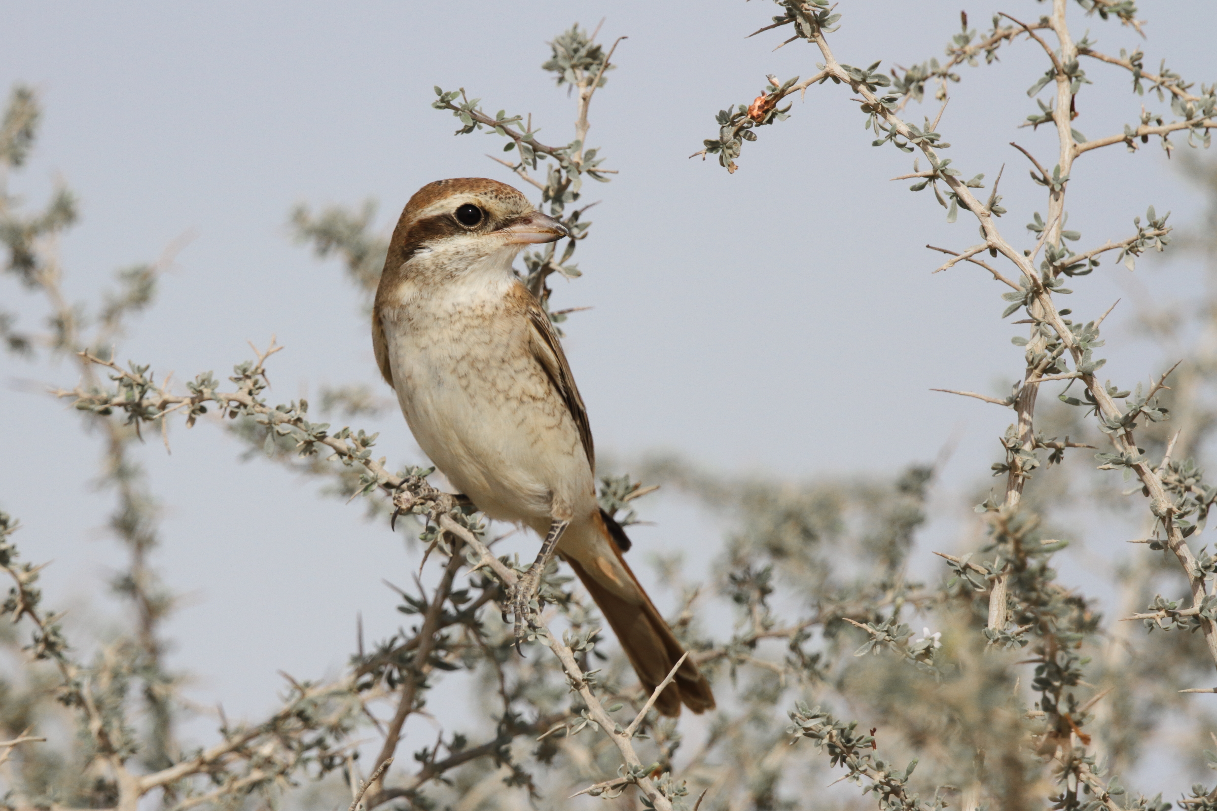 Shrike sp. Qatar, 14 November 2012 © Neil G. Morris.