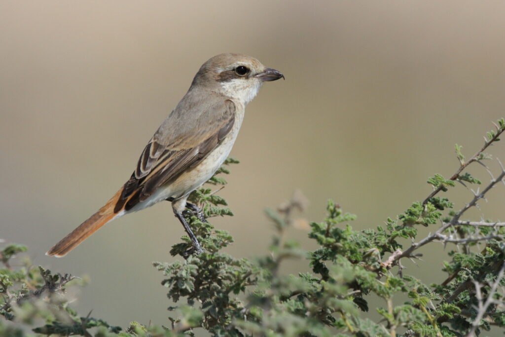 Red-tailed Shrike sp. Qatar, 23 February 2013 © Neil G. Morris.