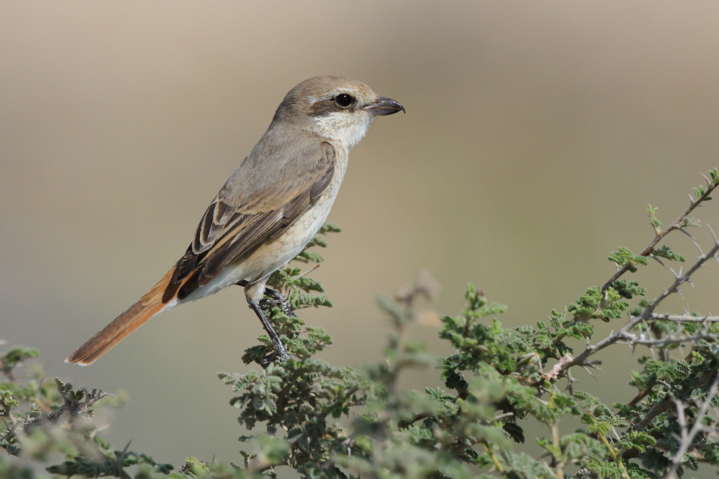 Red-tailed Shrike sp. Qatar, 23 February 2013 © Neil G. Morris.