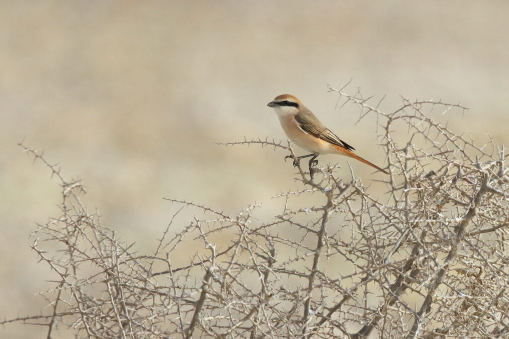 Red-tailed Shrike sp. Qatar, 25 February 2013 © Neil G. Morris.