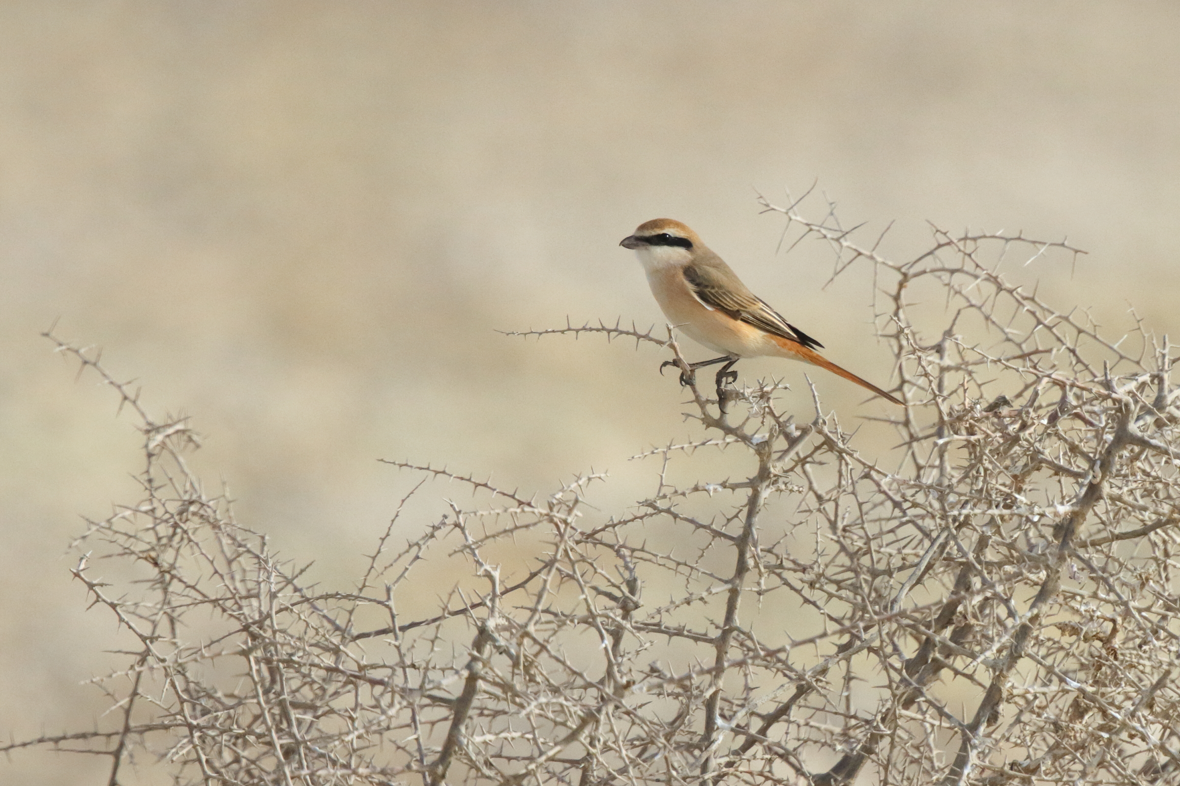Red-tailed Shrike sp. Qatar, 25 February 2013 © Neil G. Morris.