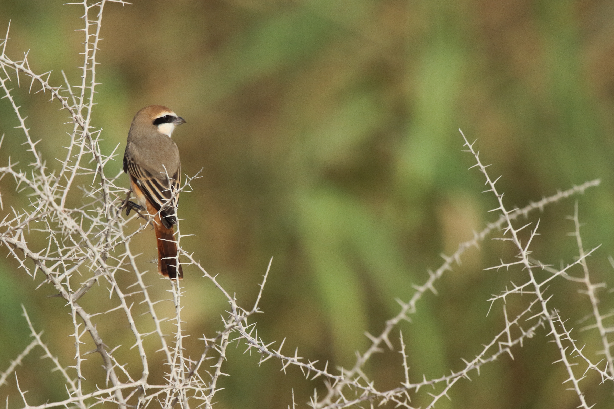 Red-tailed Shrike sp. Qatar, 25 February 2013 © Neil G. Morris.