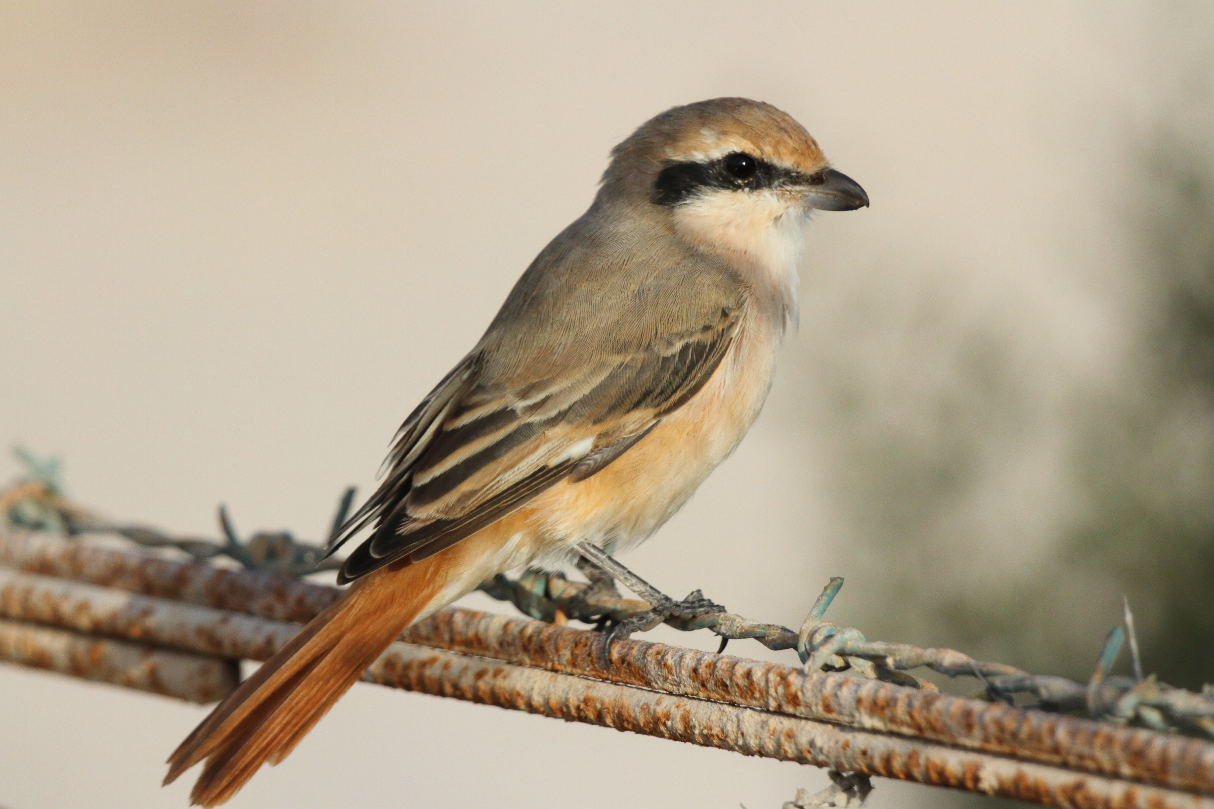 Red-tailed Shrike sp. Qatar, 03 March 2013 © Neil G. Morris.