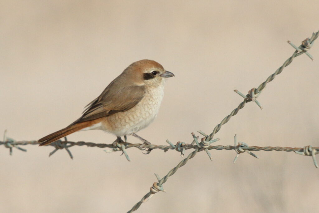Red-tailed Shrike sp. Qatar, 03 March 2013 © Neil G. Morris.
