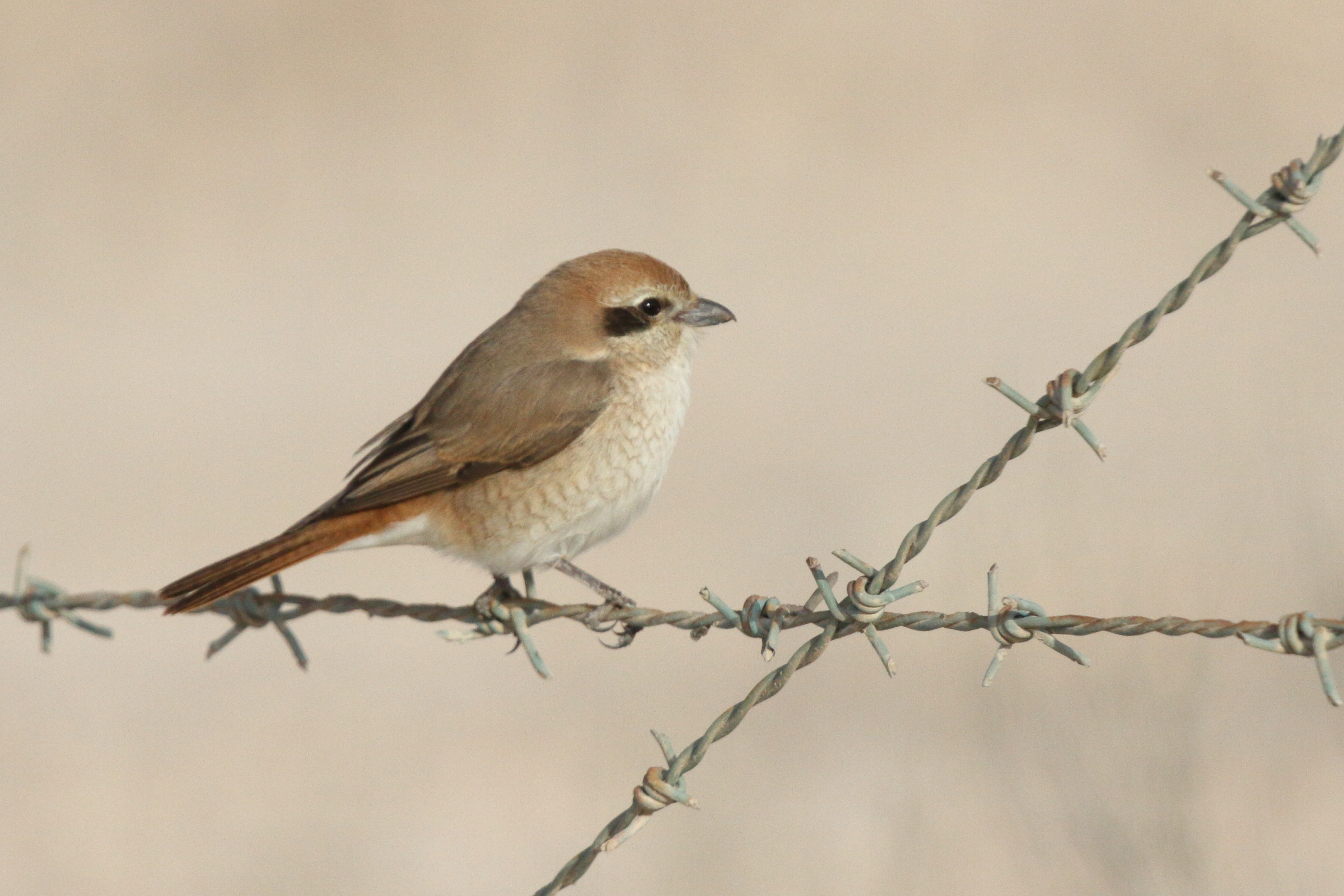 Red-tailed Shrike sp. Qatar, 03 March 2013 © Neil G. Morris.