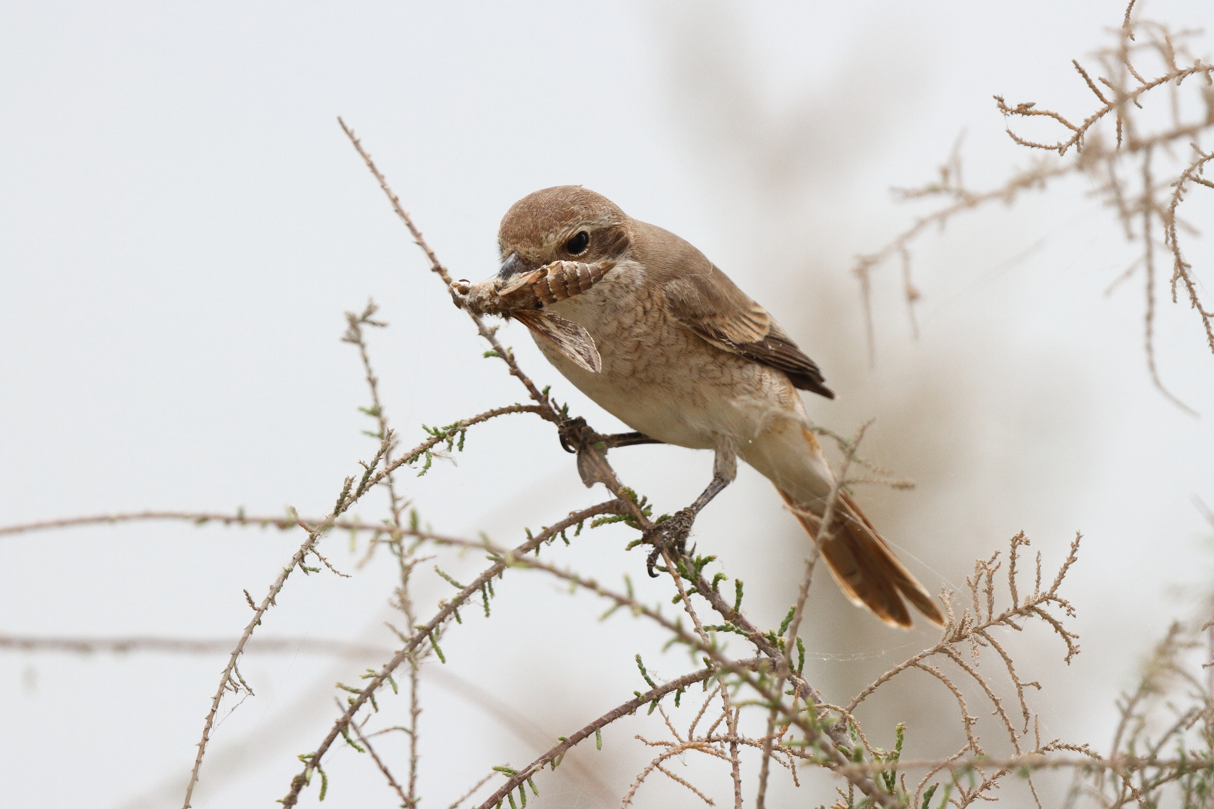 Red-tailed Shrike sp. Qatar, 20 March 2013 © Neil G. Morris.