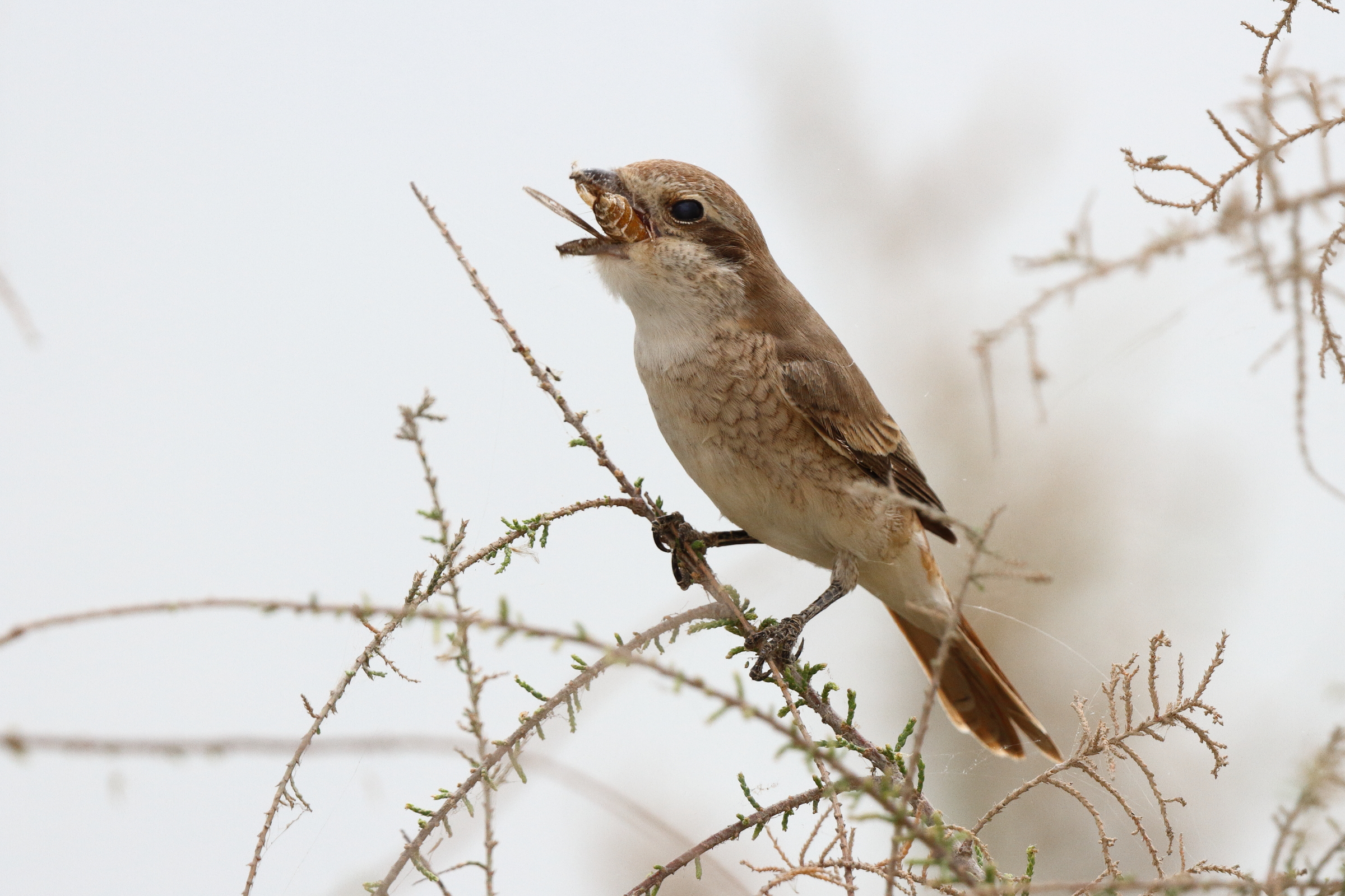 Red-tailed Shrike sp. Qatar, 20 March 2013 © Neil G. Morris.
