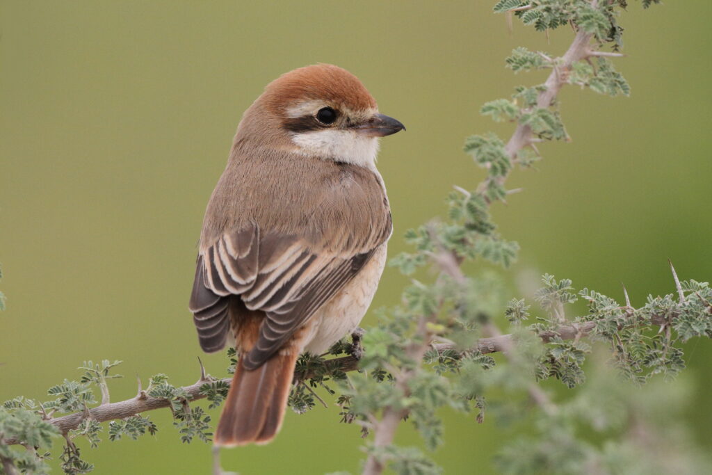 Red-tailed Shrike sp. Qatar, 25 March 2013 © Neil G. Morris.