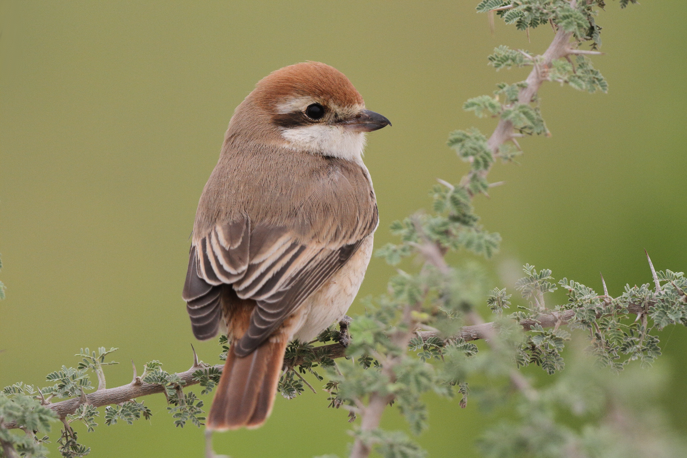 Red-tailed Shrike sp. Qatar, 25 March 2013 © Neil G. Morris.