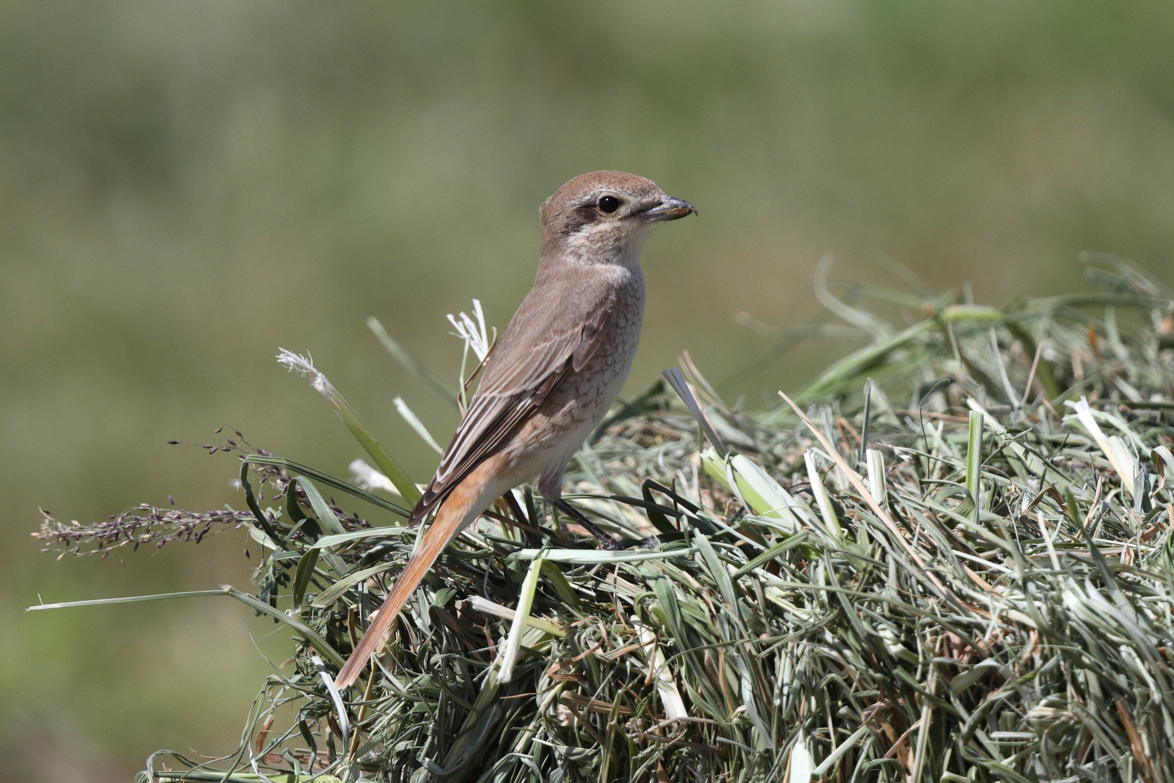 Red-tailed Shrike sp. Qatar, 27 March 2013 © Neil G. Morris.