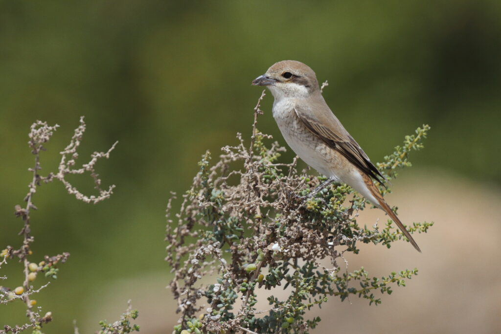 Red-tailed Shrike sp. Qatar, 02 April 2013 © Neil G. Morris.
