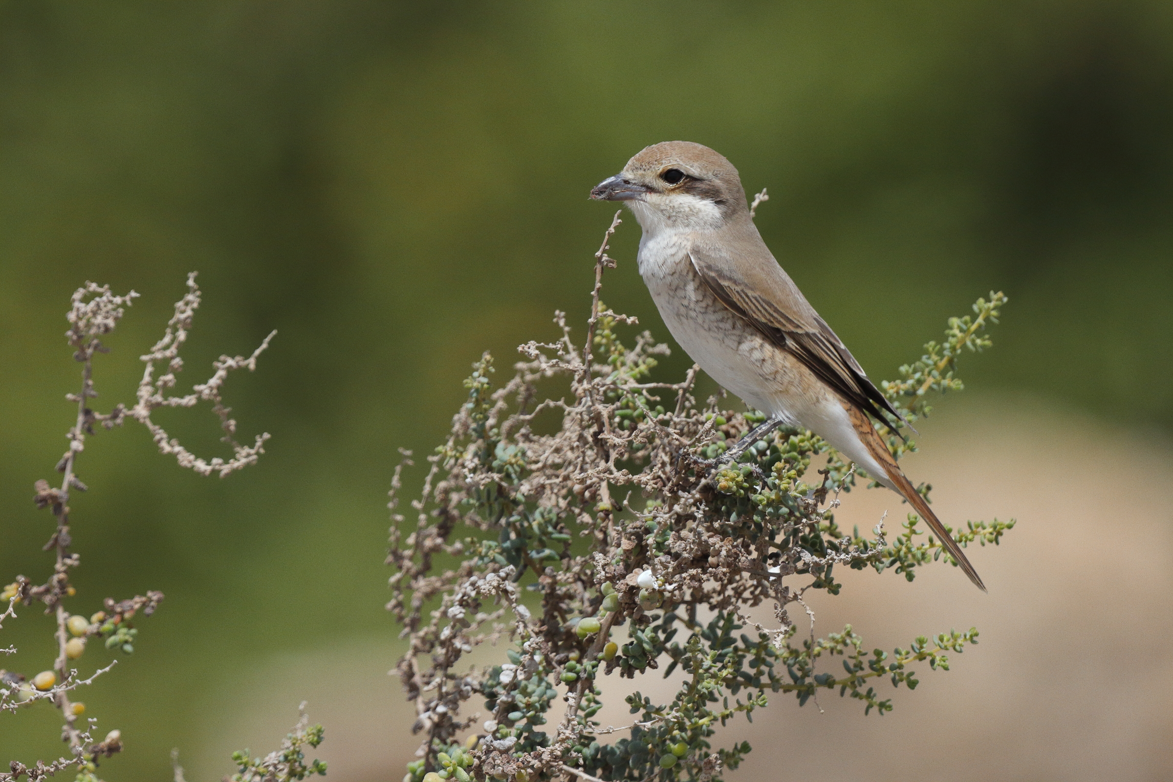 Red-tailed Shrike sp. Qatar, 02 April 2013 © Neil G. Morris.