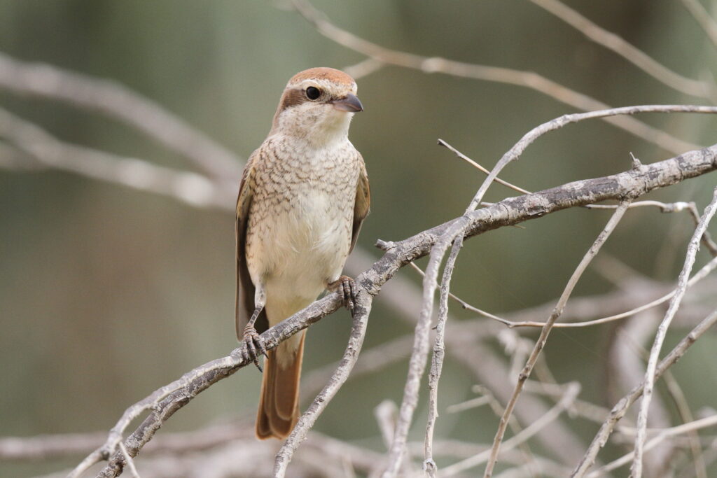 Red-tailed Shrike sp. Qatar, 14 April 2013 © Neil G. Morris.