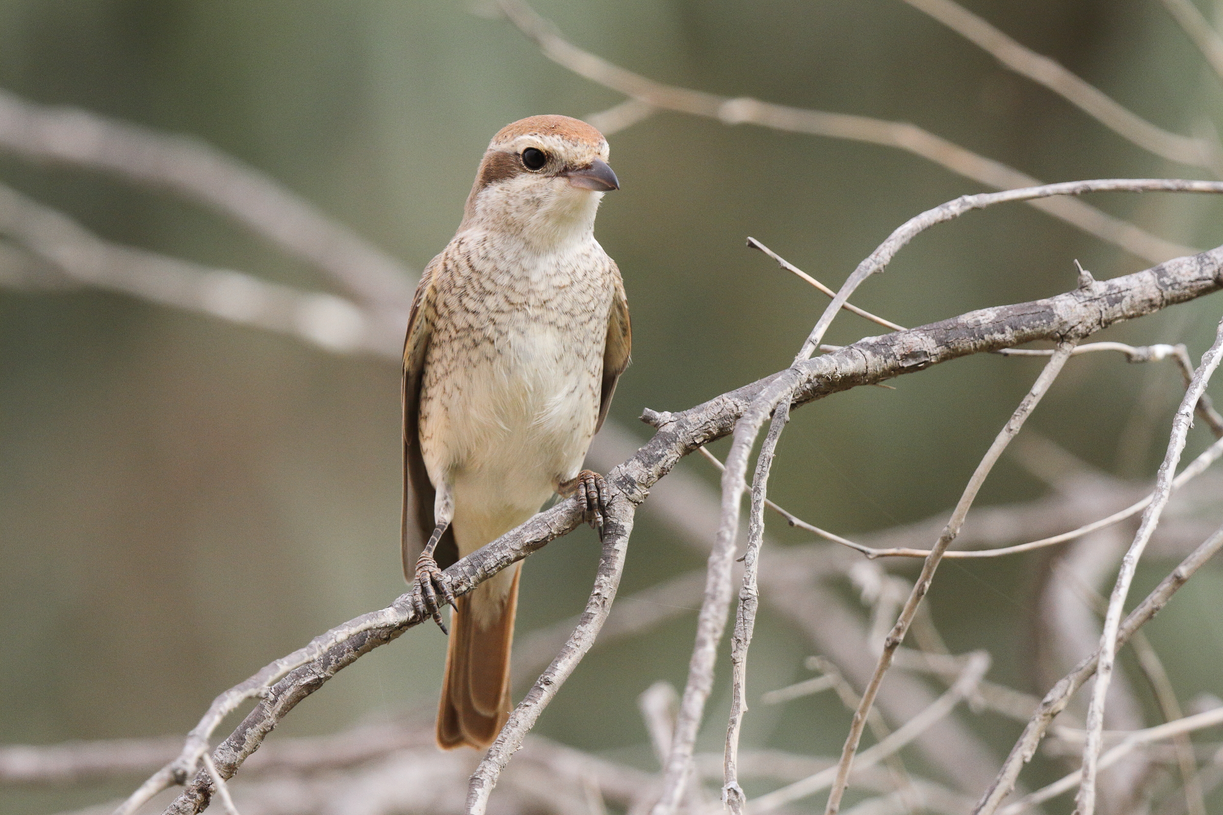 Red-tailed Shrike sp. Qatar, 14 April 2013 © Neil G. Morris.