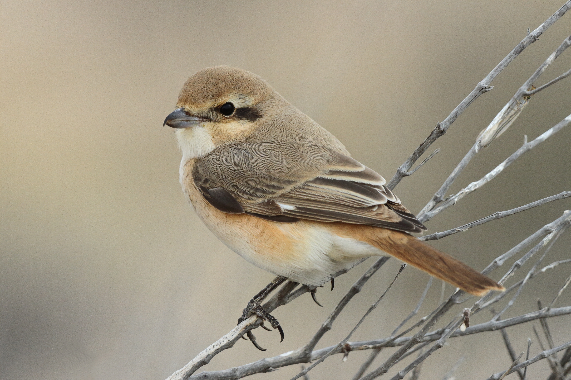 Red-tailed Shrike sp. Qatar, 22 March 2014 © Neil G. Morris.