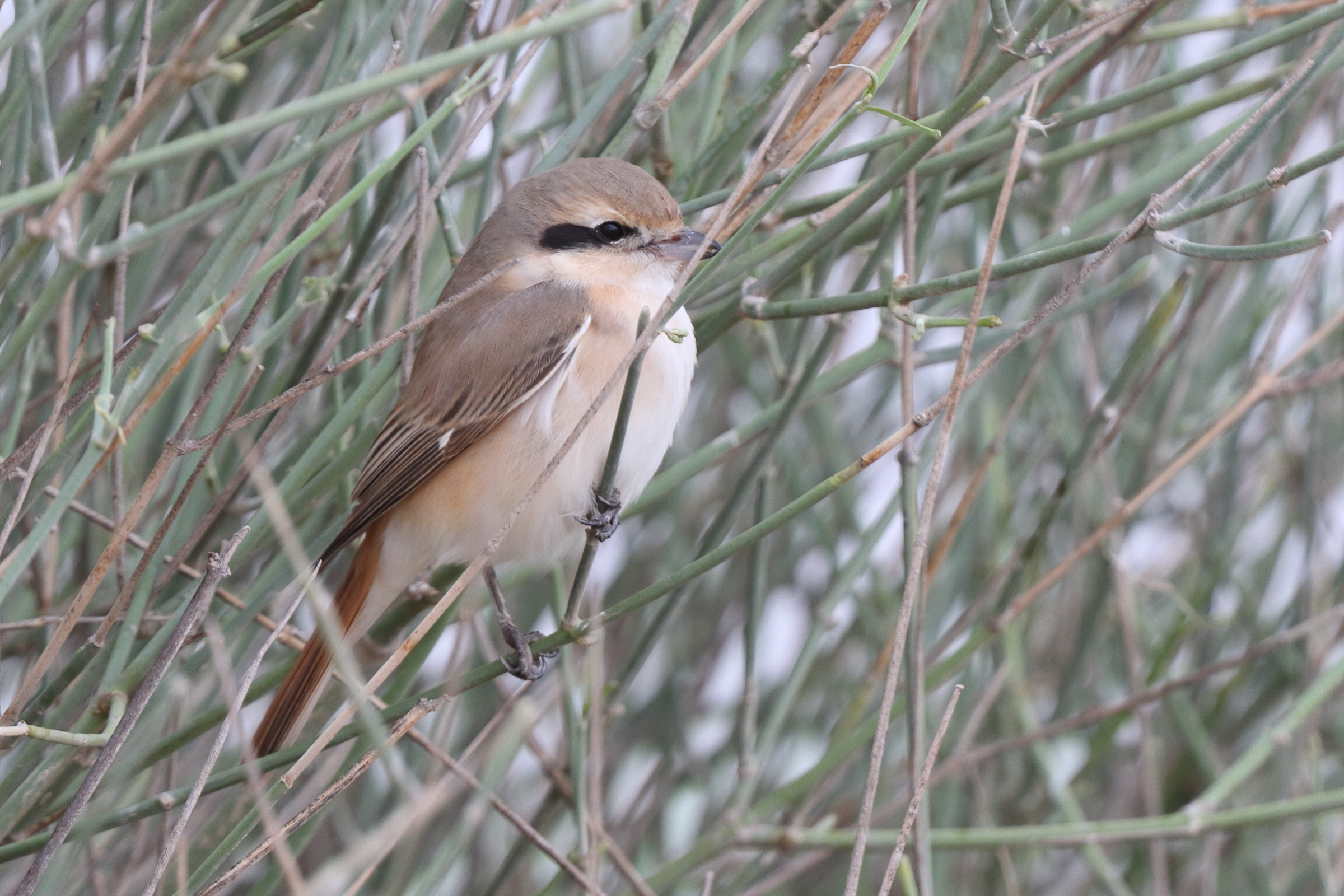 Red-tailed Shrike sp. Qatar, 26 March 2014 © Neil G. Morris.