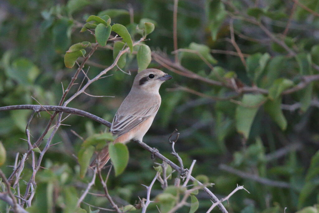 Red-tailed Shrike sp. Qatar, 05 May 2014 © Neil G. Morris.