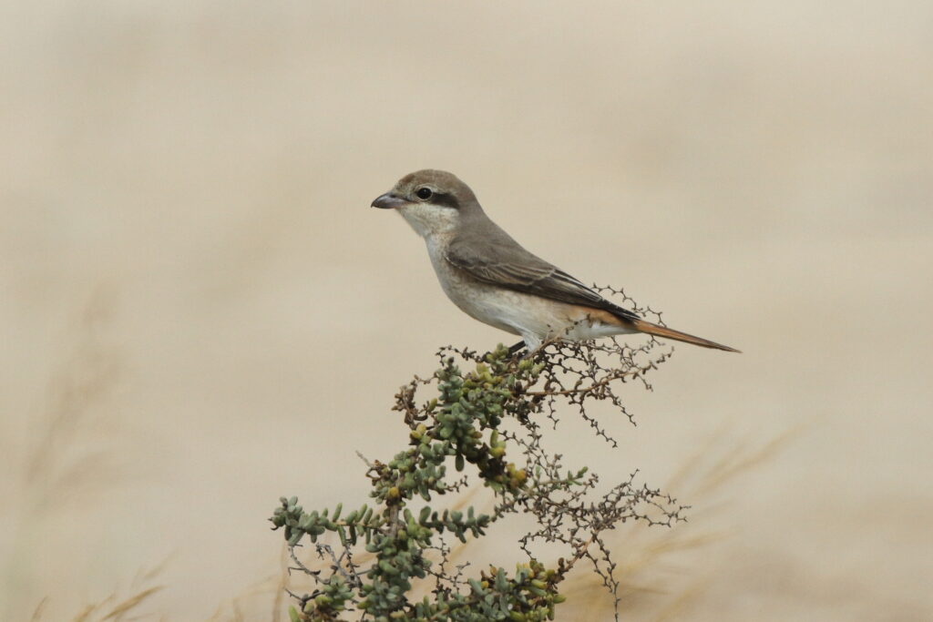 Red-tailed Shrike sp. Qatar, 07 May 2014 © Neil G. Morris.