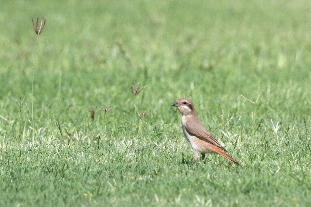 Red-tailed Shrike sp. Qatar, 18 May 2014 © Neil G. Morris.
