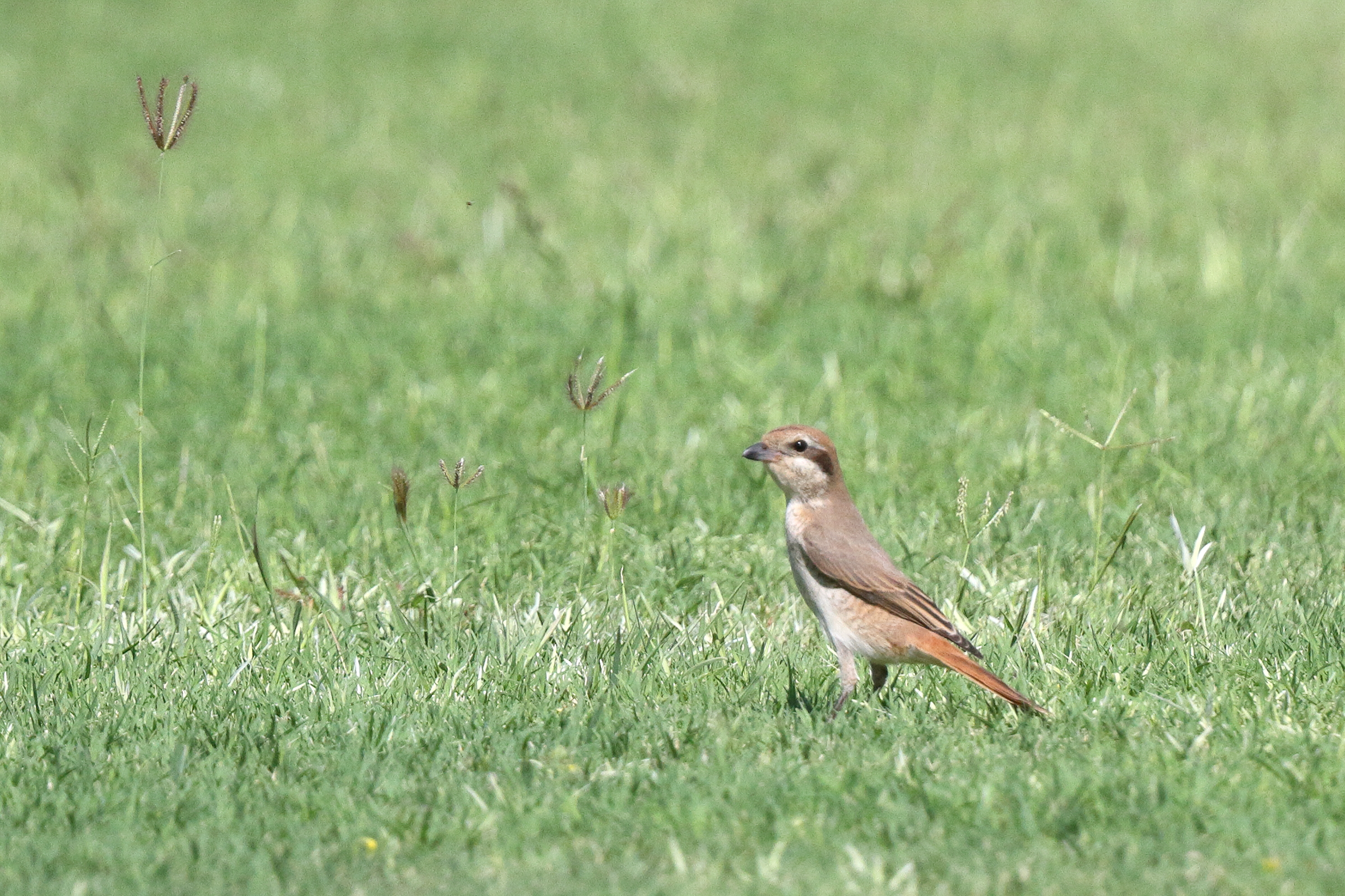 Red-tailed Shrike sp. Qatar, 18 May 2014 © Neil G. Morris.