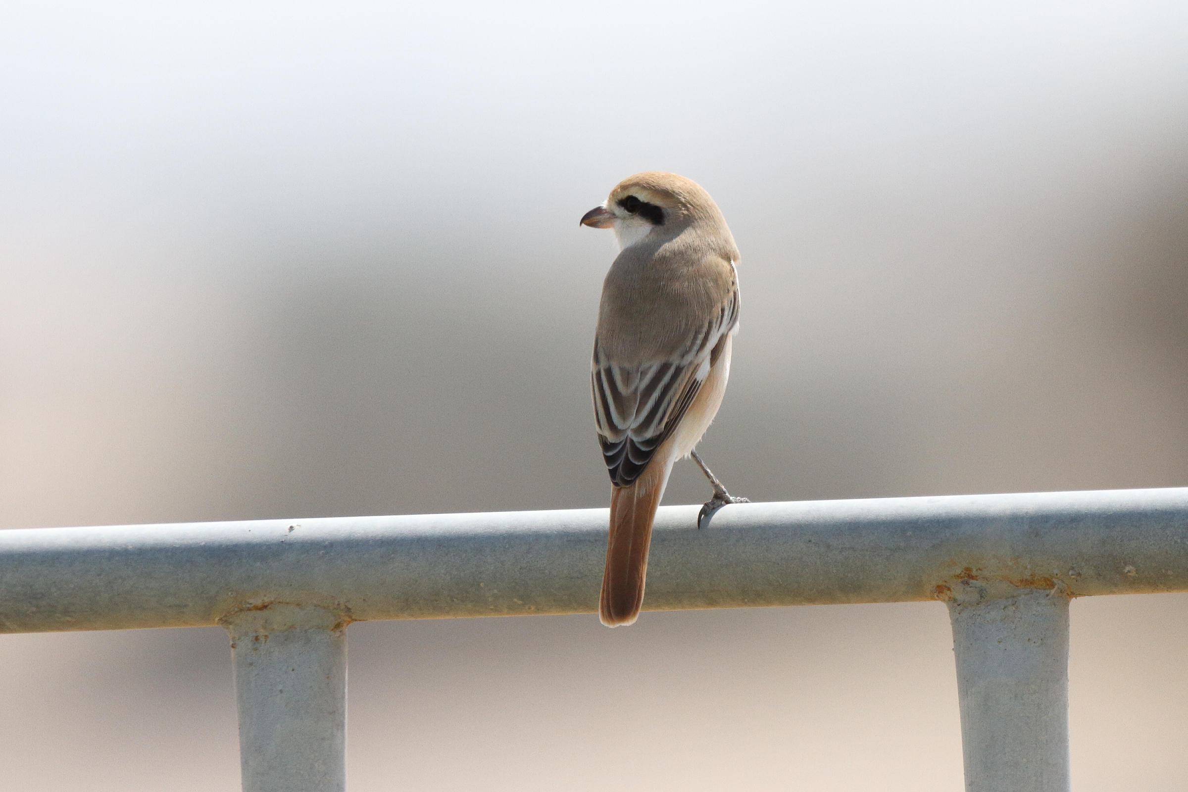 Red-tailed Shrike sp. Qatar, 03 March 2016 © Neil G. Morris.
