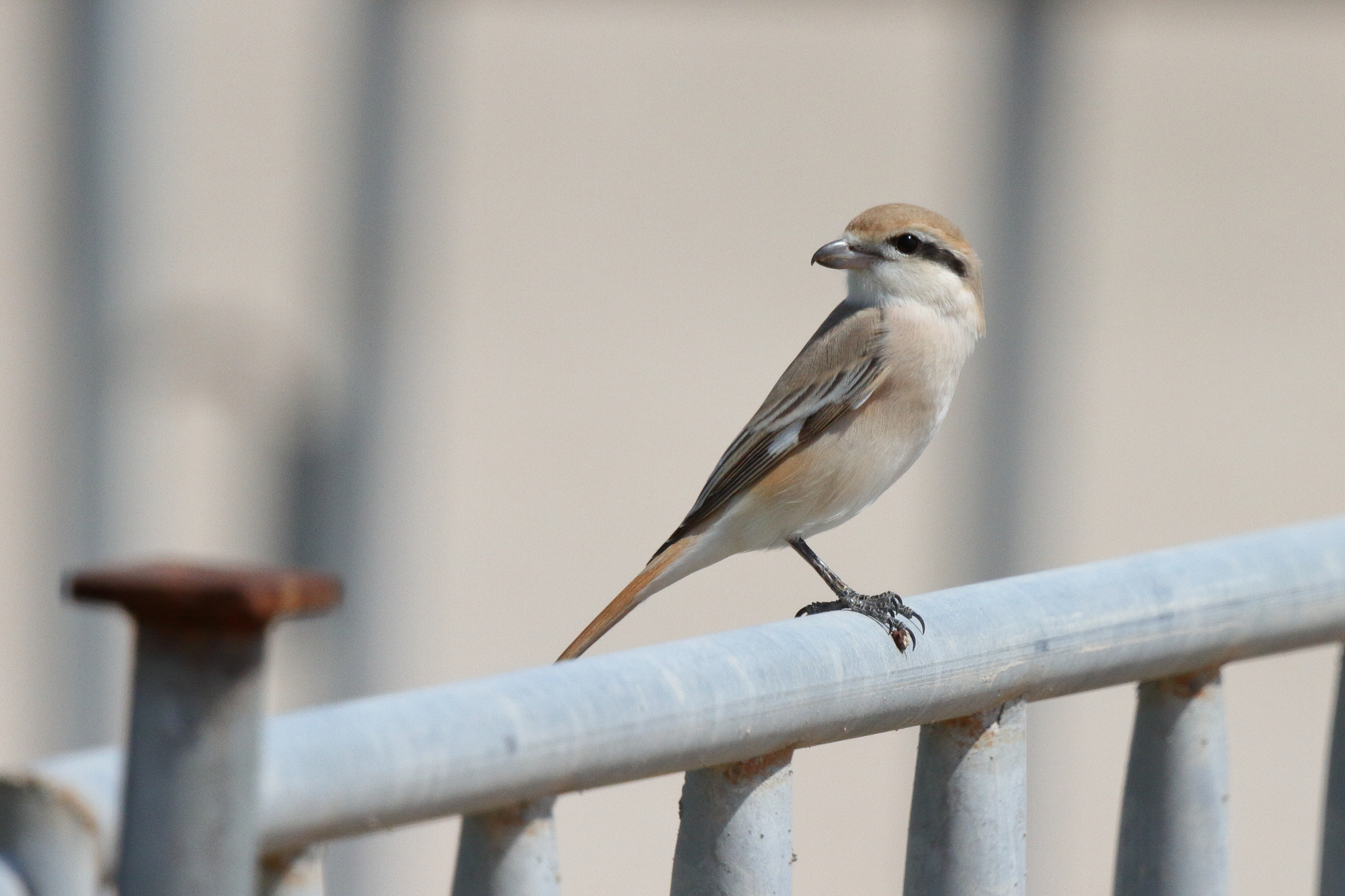 Red-tailed Shrike sp. Qatar, 03 March 2016 © Neil G. Morris.