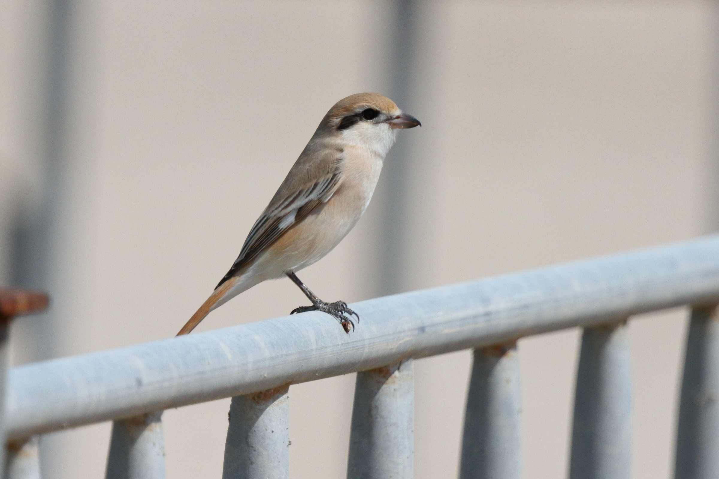 Red-tailed Shrike sp. Qatar, 03 March 2016 © Neil G. Morris.