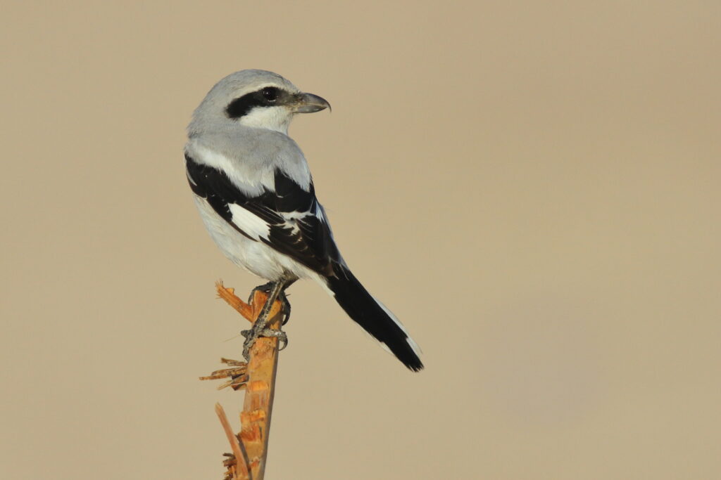 'Steppe' Grey Shrike. Qatar, 08 November 2012 © Neil G. Morris.