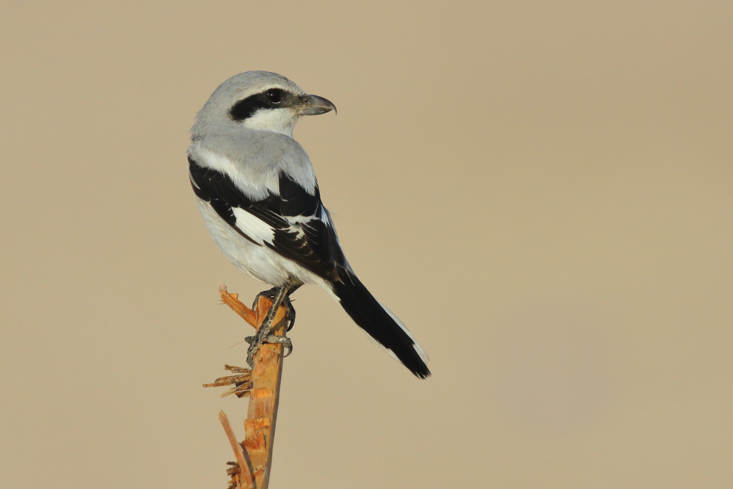 'Steppe' Grey Shrike. Qatar, 08 November 2012 © Neil G. Morris.