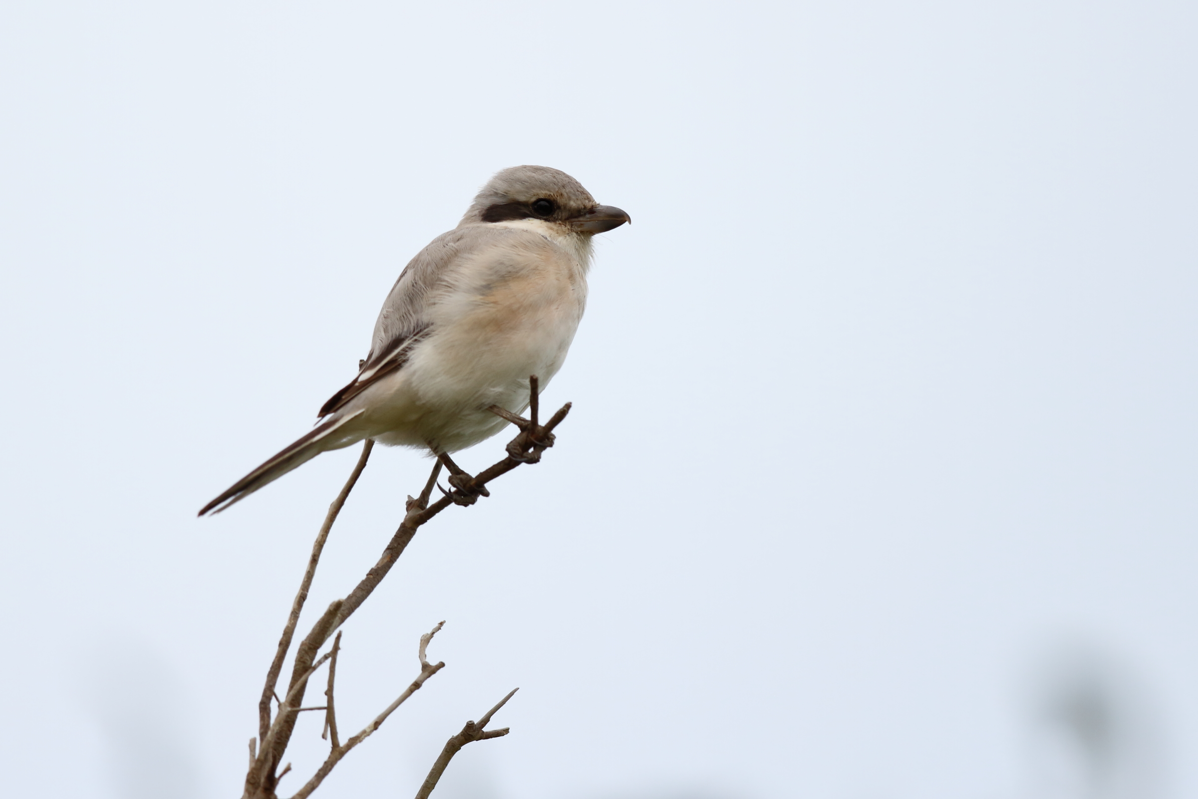 'Steppe' Grey Shrike. Qatar, 18 February 2013 © Neil G. Morris.