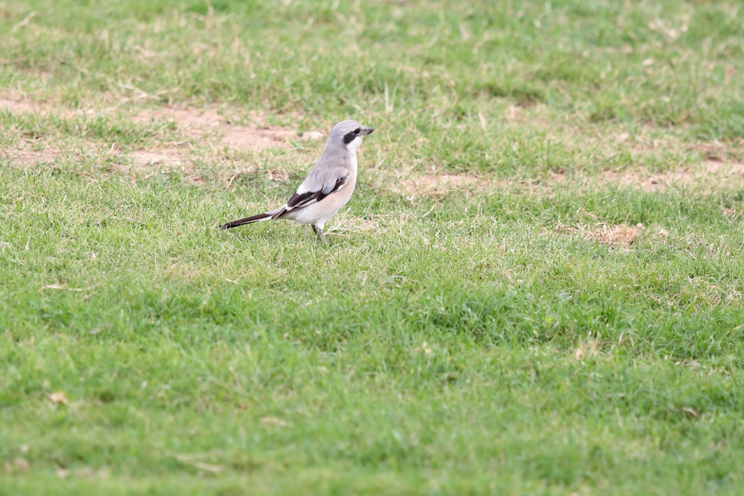 'Steppe' Grey Shrike. Qatar, 18 February 2013 © Neil G. Morris.