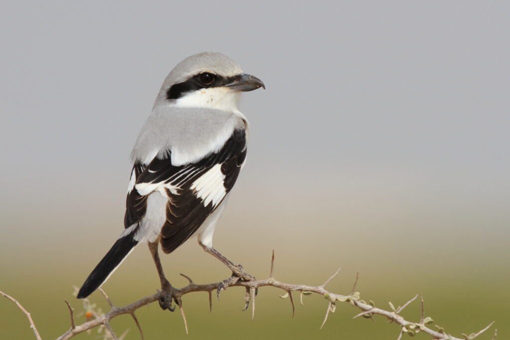 'Steppe' Grey Shrike. Qatar, 24 February 2013 © Neil G. Morris.