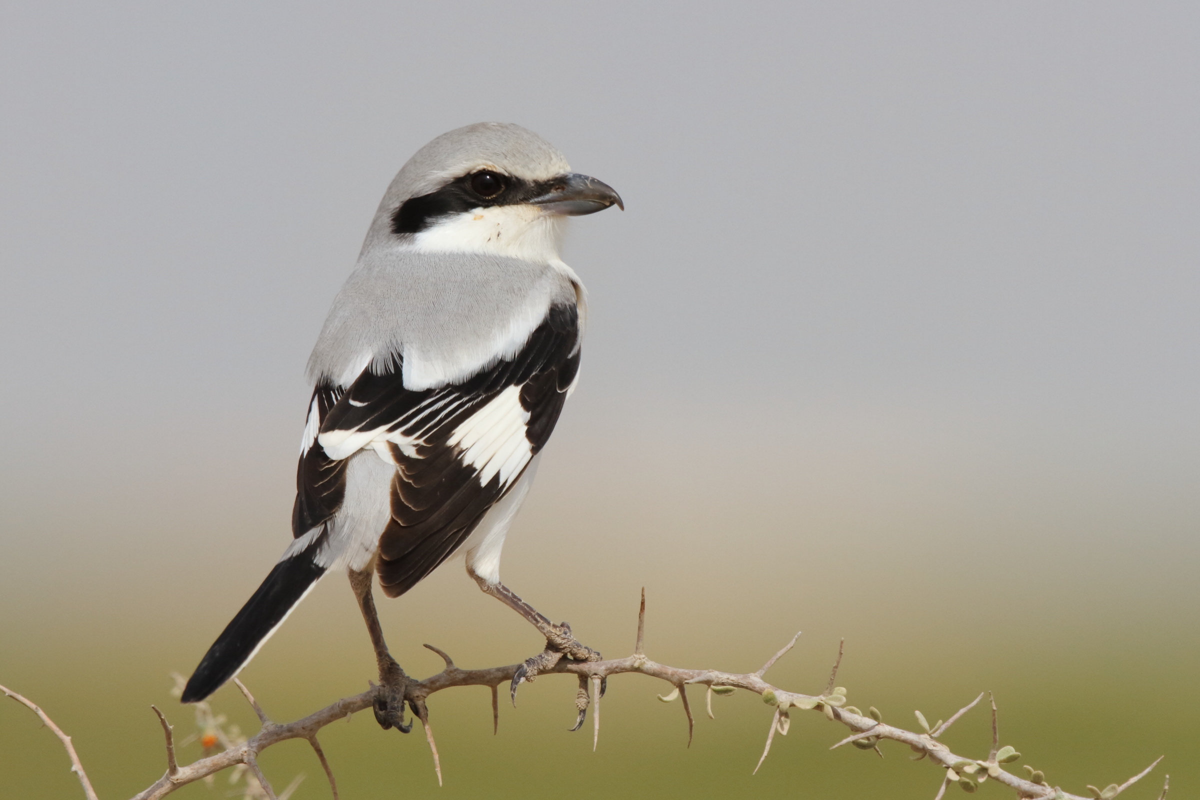 'Steppe' Grey Shrike. Qatar, 24 February 2013 © Neil G. Morris.