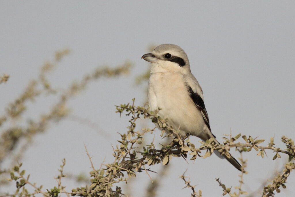 'Steppe' Grey Shrike. Qatar, 03 March 2013 © Neil G. Morris.