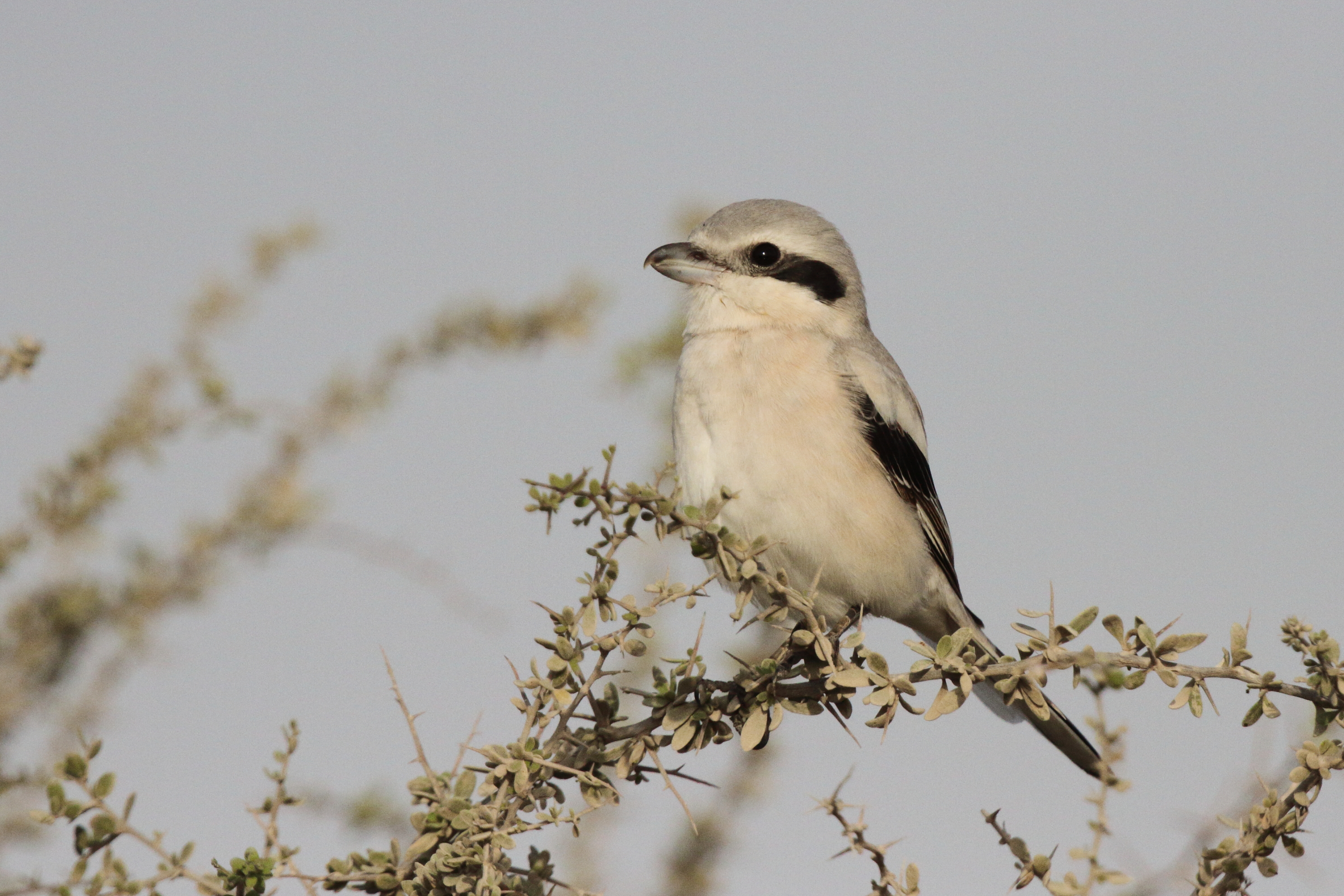 'Steppe' Grey Shrike. Qatar, 03 March 2013 © Neil G. Morris.