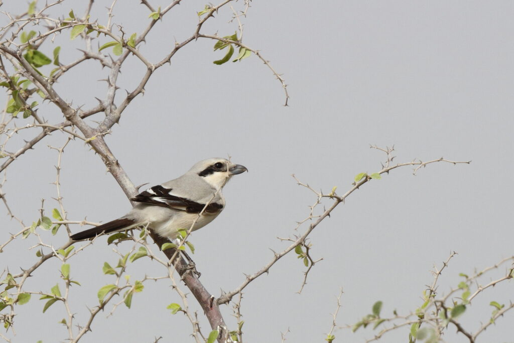 'Steppe' Grey Shrike. Qatar, 11 March 2013 © Neil G. Morris.