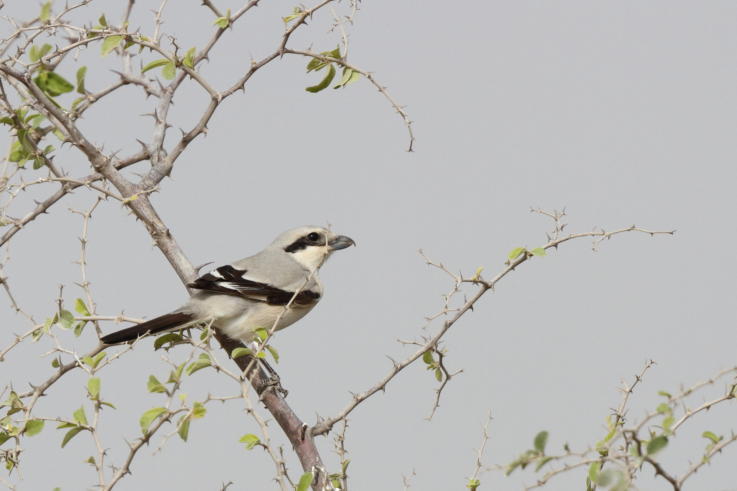 'Steppe' Grey Shrike. Qatar, 11 March 2013 © Neil G. Morris.