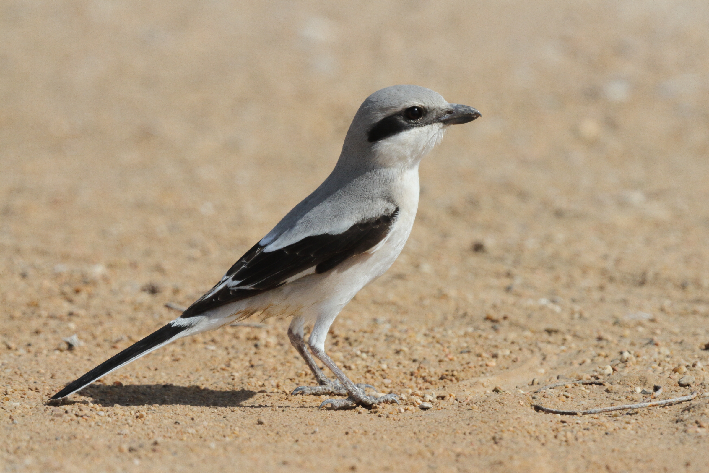 'Steppe' Grey Shrike. Qatar, 17 March 2013 © Neil G. Morris.