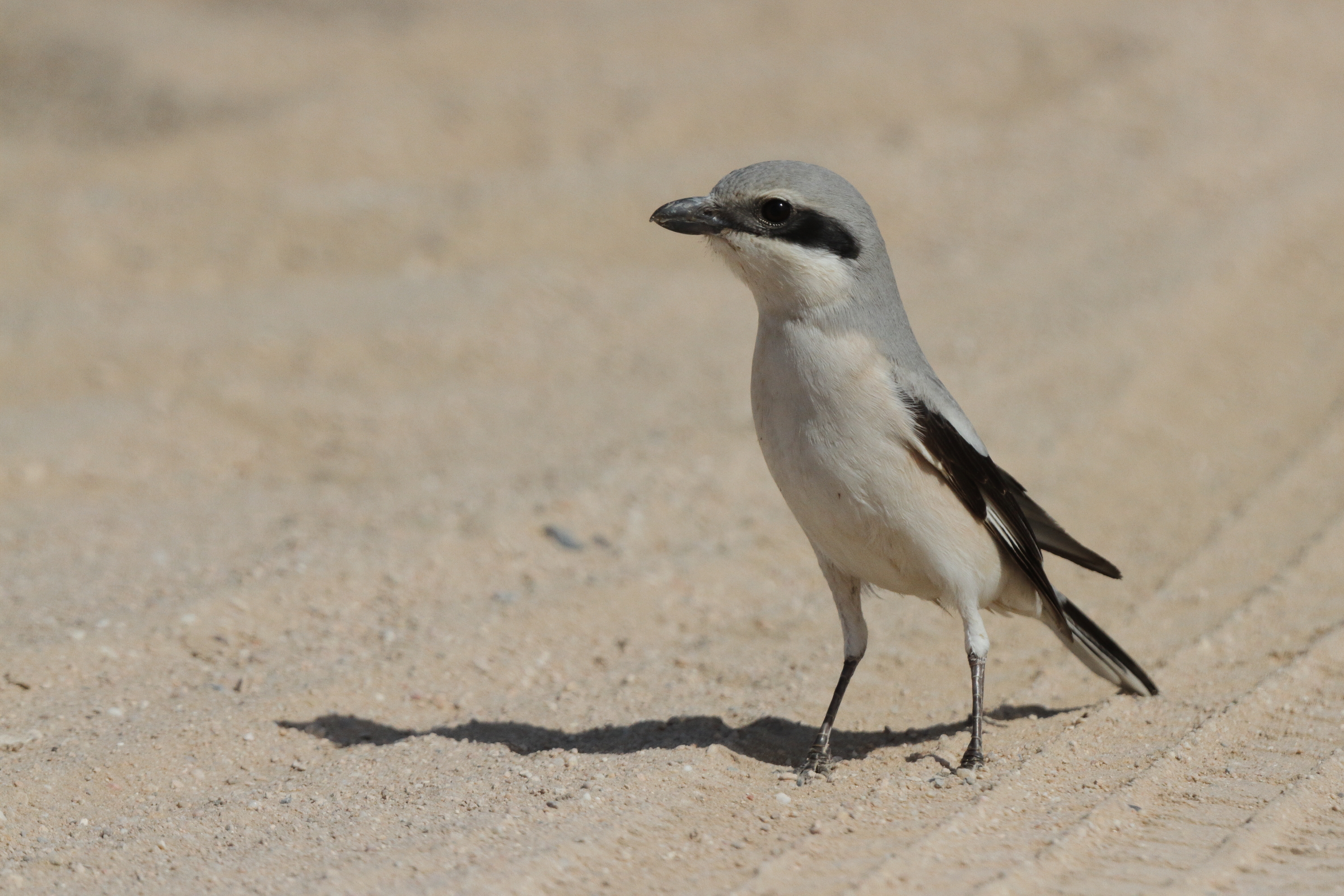 'Steppe' Grey Shrike. Qatar, 17 March 2013 © Neil G. Morris.