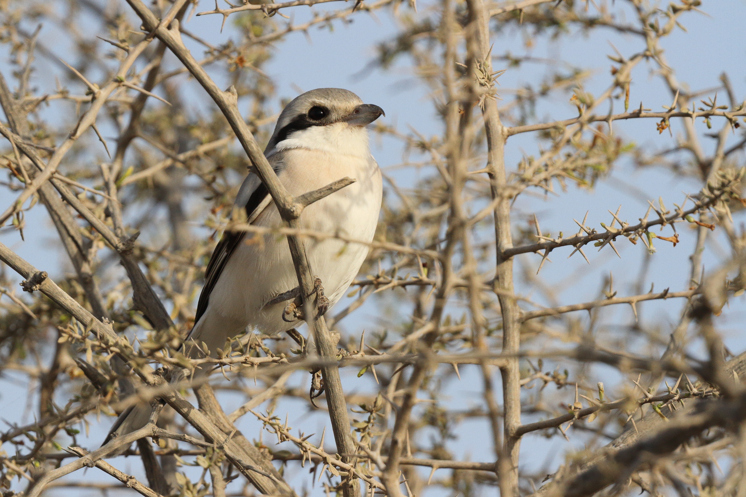 'Steppe' Grey Shrike. Qatar, 22 March 2013 © Neil G. Morris.