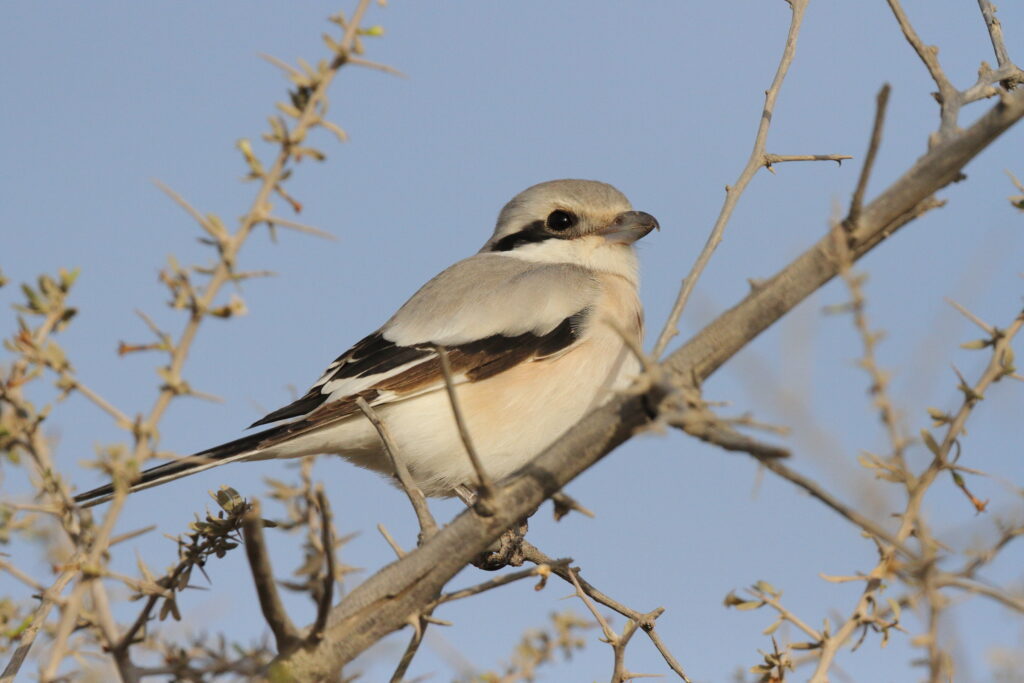 'Steppe' Grey Shrike. Qatar, 22 March 2013 © Neil G. Morris.