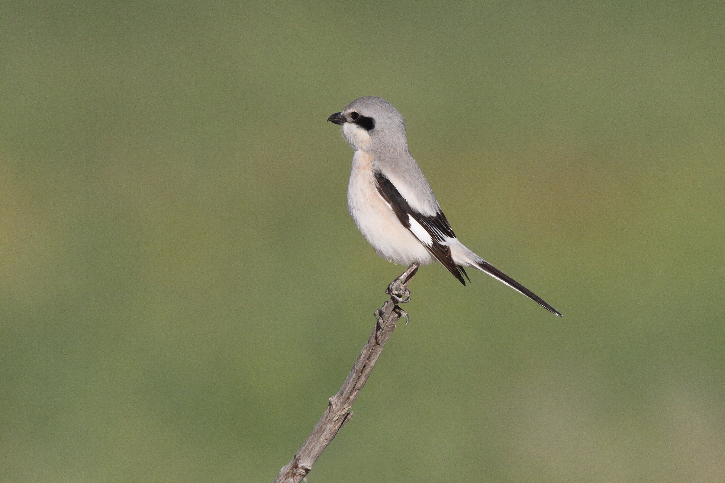 'Steppe' Grey Shrike. Qatar, 23 March 2013 © Neil G. Morris.
