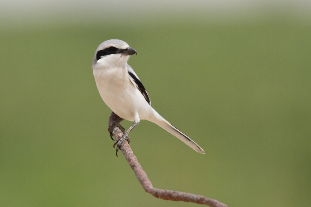 Grey Shrike sp/ssp. Qatar, 25 March 2013 © Neil G. Morris.